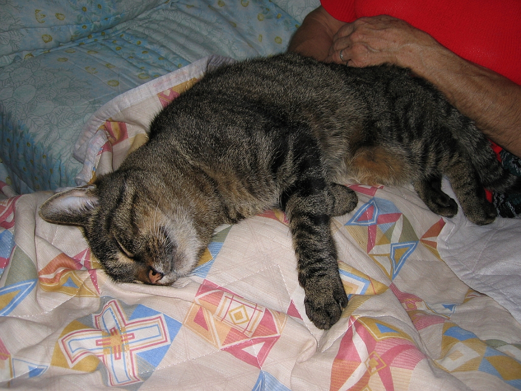 Micky dort sur maman 08.jpg